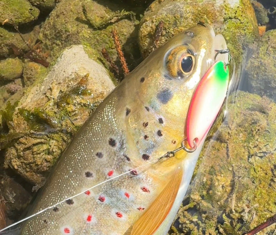 Vorsicht Fisch! Die besten UV Forellenköder für trübes Wasser