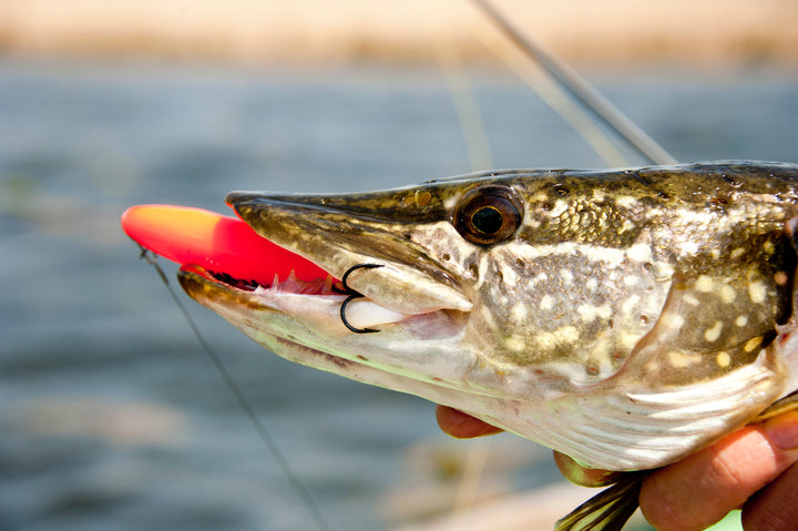 Topwater Production Dream Catcher 11 cm | Walk-the-Dog Hechtköder