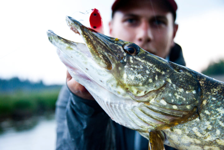 Topwater Production Dream Catcher 11 cm | Walk-the-Dog Hechtköder